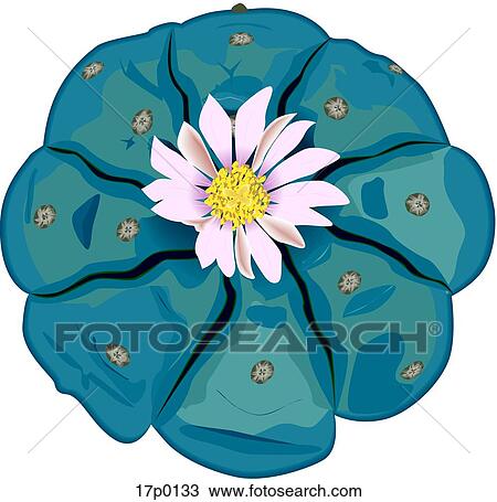 Clipart - Flor de cactus. Fotosearch