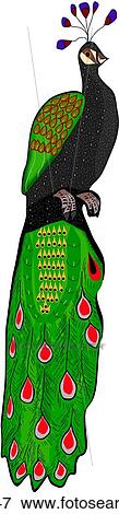 Clip Art - Pavoreal 1. Fotosearch