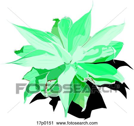 Clipart - Sedum Oxipetalum. Fotosearch