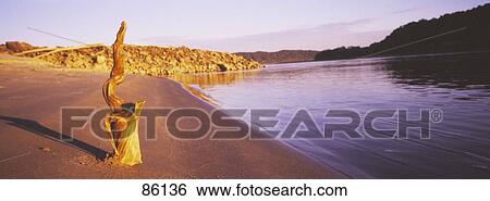 Abstract Driftwood on Beach View Large Photo Image Stock Photograph - Abstract Driftwood on Beach. Fotosearch