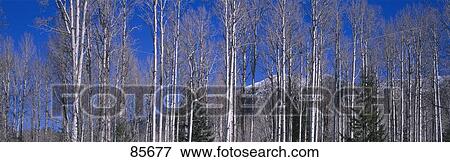 Aspens AZ View Large Photo Image Stock Photo - Aspens AZ. Fotosearch