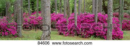 Azaleas Crawfordville FL View Large Photo Image Stock Photograph - Azaleas Crawfordville FL. Fotosearch