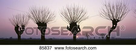 Barren Willows at Sunset Italy View Large Photo Image Stock Photo - Barren Willows at Sunset Italy. Fotosearch