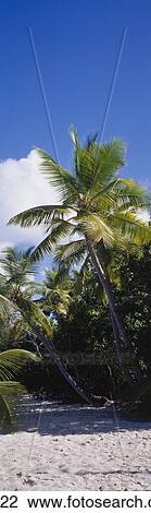 Beach US Virgin Islands View Large Photo Image Stock Image - Beach US Virgin Islands. Fotosearch