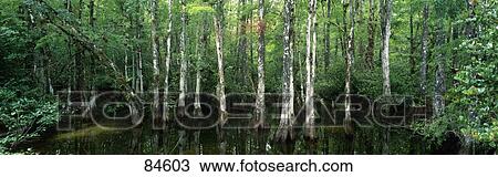Big Cypress Nature Preserve FL View Large Photo Image Stock Image - Big Cypress Nature Preserve FL. Fotosearch