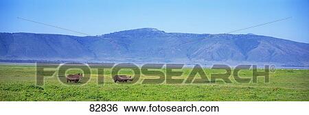 Black Rhinoceros Ngorongoro Crater Tanzania Africa View Large Photo Image Stock Photograph - Black Rhinoceros Ngorongoro Crater Tanzania Africa. Fotosearch