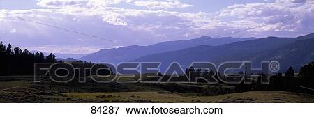 Stock Photo - Blacktail Deer Plateau Yellowstone National Park WY. Fotosearch