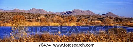 Picture - Bosque Del Apache NM USA. Fotosearch