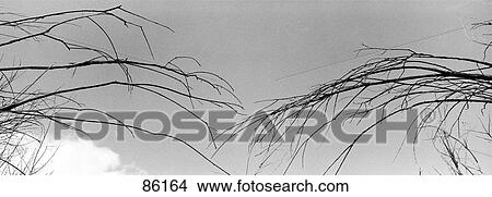 Picture - Branches and Sky OR. Fotosearch