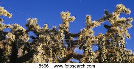 Stock Image - Chainfruit Cholla Cactus Saguaro National Park AZ. Fotosearch