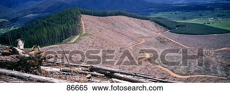 Commercial Logging Australia View Large Photo Image Stock Photography - Commercial Logging Australia. Fotosearch