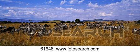 Stock Photograph - Common Zebra Maasai Mara Kenya Africa. Fotosearch