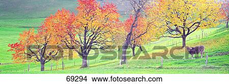 Cow Cantone Zug Switzerland View Large Photo Image Picture - Cow Cantone Zug Switzerland. Fotosearch