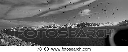 Stock Image - Dovekie Colony Svalbard Norway. Fotosearch