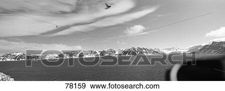 Dovekie Colony Svalbard Norway View Large Photo Image Stock Photo - Dovekie Colony Svalbard Norway. Fotosearch