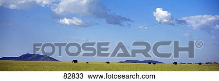 Stock Image - Elephants Serengeti Tanzania Africa. Fotosearch