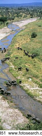 Stock Image - Elephants Tarangire River Tarangire Tanzania Africa. Fotosearch