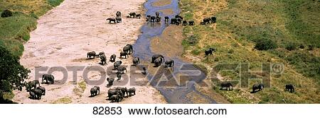 Elephants Tarangire River Tarangire Tanzania Africa View Large Photo Image Stock Image - Elephants Tarangire River Tarangire Tanzania Africa. Fotosearch