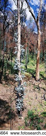 Picture - Eucalyptus New Forest Growth Australia. Fotosearch