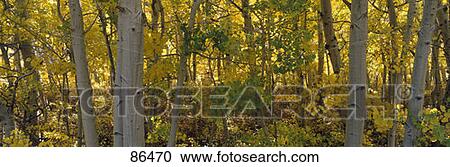 Stock Image - Fall Sierra Nevada CA. Fotosearch