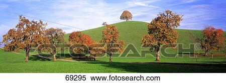 Stock Photography - Fall Trees Cantone Zug Switzerland. Fotosearch