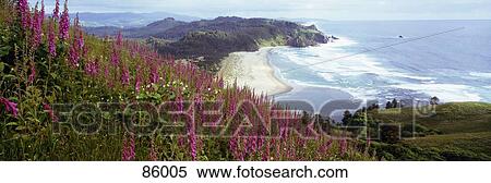 Stock Photography - Foxgloves at Cascade Head Tillamook County OR. Fotosearch