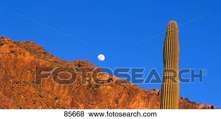 Stock Photo - Full Moon Saguaro Cactus AZ. Fotosearch