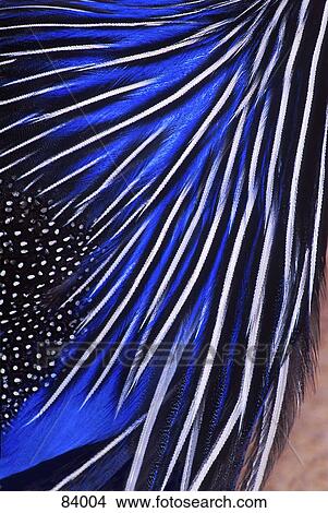 Guinea Fowl View Large Photo Image Picture - Guinea Fowl. Fotosearch