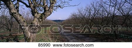 Hazelnut Orchard Washington County OR View Large Photo Image Stock Image - Hazelnut Orchard Washington County OR. Fotosearch