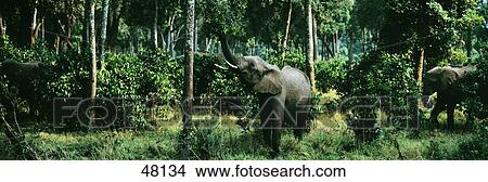 Picture - Herd of Elephants Maasai Mara National Park Kenya Africa. Fotosearch