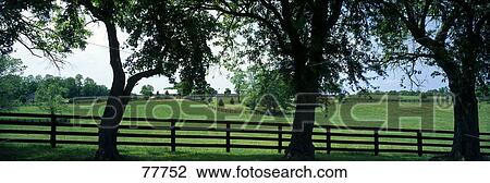 Stock Image - Horse Farm KY. Fotosearch