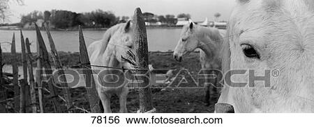 Horses Camargue France View Large Photo Image Stock Photograph - Horses Camargue France. Fotosearch