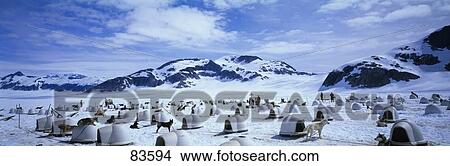 Picture - Iditarod Dog Camp Juneau AK. Fotosearch