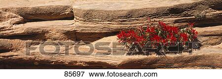 Stock Photo - Indian Paintbrush in Rocks UT. Fotosearch