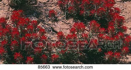 Stock Image - Indian Paintbrush UT. Fotosearch