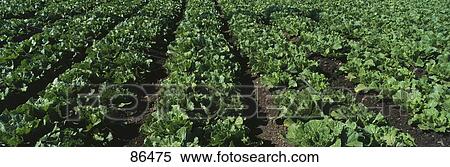 Lettuce Crop CA View Large Photo Image Stock Photography - Lettuce Crop CA. Fotosearch