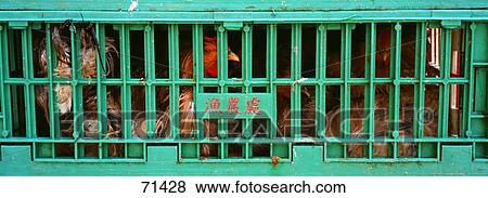 Stock Photo - Live Chickens Shaukeiwan Market Hong Kong. Fotosearch