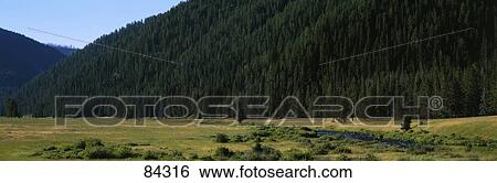 Madison River Madison Canyon Yellowstone National Park WY View Large Photo Image Stock Photograph - Madison River Madison Canyon Yellowstone National Park WY. Fotosearch
