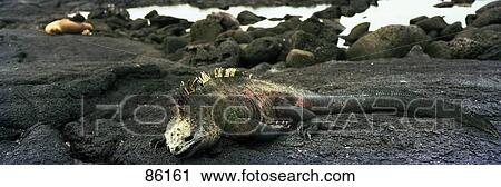 Stock Image - Marine Iguana Galapagos Islands. Fotosearch