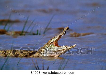 Nile Crocodile Kenya Africa View Large Photo Image Stock Image - Nile Crocodile Kenya Africa. Fotosearch