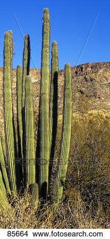 Picture - Organ Pipe Cactus AZ. Fotosearch