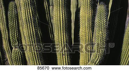 Stock Image - Organ Pipe Cactus AZ. Fotosearch