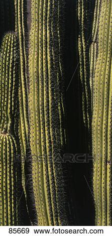 Organ Pipe Cactus AZ View Large Photo Image Stock Photo - Organ Pipe Cactus AZ. Fotosearch