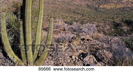 Organ Pipe Cactus AZ View Large Photo Image Stock Photograph - Organ Pipe Cactus AZ. Fotosearch