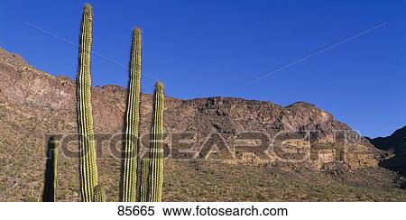 Stock Photography - Organ Pipe Cactus AZ. Fotosearch
