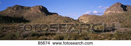 Picture - Organ Pipe Cactus National Monument AZ. Fotosearch