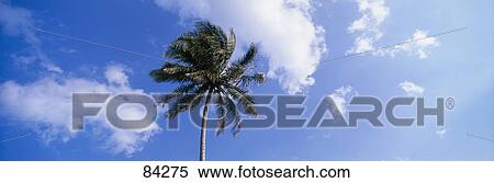 Palm Tree FL View Large Photo Image Stock Photography - Palm Tree FL. Fotosearch