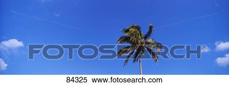 Stock Photography - Palm Tree FL. Fotosearch