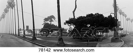 Palm Trees and Fog San Diego CA View Large Photo Image Stock Image - Palm Trees and Fog San Diego CA. Fotosearch