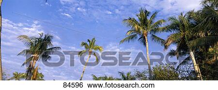 Palm Trees FL View Large Photo Image Stock Photograph - Palm Trees FL. Fotosearch